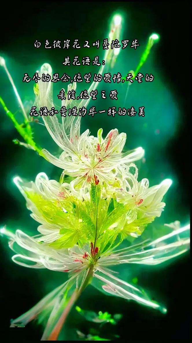 彼岸花照片，彼岸花语录